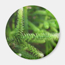 Dedos del árbol imanes para frigoríficos