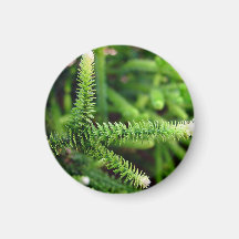 Dedos frondosos verdes y blancos iman de frigorífico