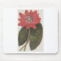 Del agua Nymphaea Rubea lilly Tapete De Raton