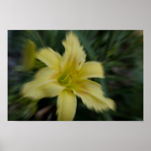 del amarillo falta de definición lilly posters