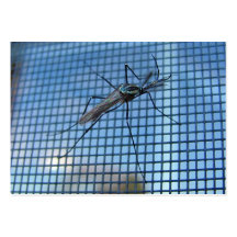 ~ del mosquito del elefante rechoncho plantillas de tarjeta de negocio