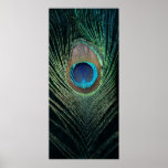 Del pavo real todavía de la pluma vida oscura posters