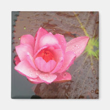del rosa flor waterlily imanes de nevera