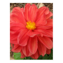 Del Zinnia cierre rojo para arriba Postal