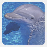 Delfín de Bottlenosed, Tursiops Truncatus Colcomanias Cuadradass