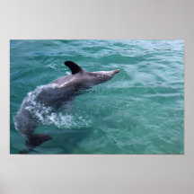 Delfín Posters