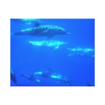 Delfínes comunes subacuáticos lienzo envuelto para galerias