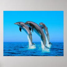 Delfínes Posters