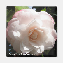 Delicado palidezca - el imán rosado de la camelia