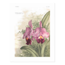 Deliciosa del var de los trianae de Cattleta Tarjeta Postal