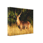 Delta masculino de Okavango del antílope de Waterb Lona Envuelta Para Galerias