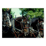 demostración del caballo de proyecto del va del cu felicitación