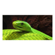 Dendroaspis del este Angusticeps de la mamba verde Tarjeta Fotografica Personalizada