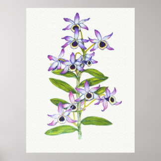 Dendrobium nobile --  Sue Abonyi Poster
