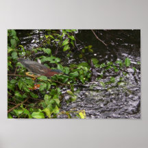 Depredador del caimán del bebé que mira el pájaro  poster