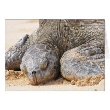 Descanso de la tortuga de mar felicitaciones