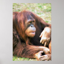 Descanso del orangután poster