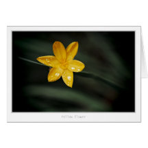Descensos amarillos de la flor y de la lluvia felicitacion 