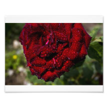 Descensos del rosa rojo y de rocío fotos