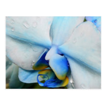 Descensos en la orquídea azul - postal