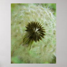 Desear color de poster de la flor