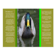 DESIDERÁTUMS que miran la postal del pato