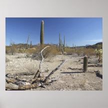 Desierto 01 de Sonoran Poster