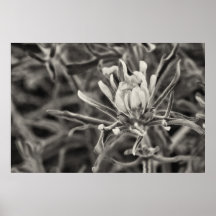 Desierto Blossum Posters