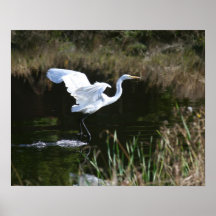 "Desnatando el agua", Egret Impresiones