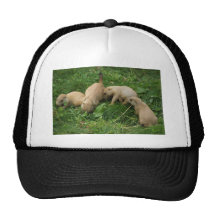 Despegue en tiempo mínimo de los perritos del perr gorros  