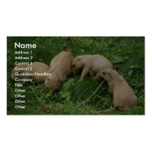 Despegue en tiempo mínimo de los perritos del perr tarjeta de visita