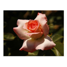 Despliegue color de rosa postal