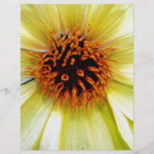 Detalle amarillo hermoso de la flor flyer a todo color