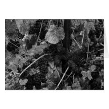 Detalle de uvas, pañero Vineyard, Napa, 1966 Felicitacion