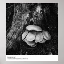 Detalles del hongo, enero de 1963 por Ansel Adams Impresiones
