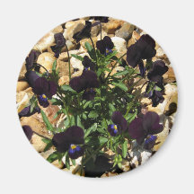 Determinado sobrevivir las flores de la viola del  imanes  