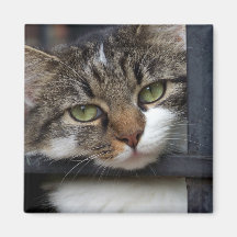 Detrás del imán de las barras (gato)