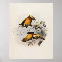 DG Elliot - speciosa Var. Chrysoptera de Diphyllod Poster