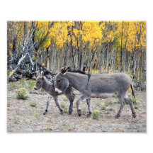 Día 8x10 del nacimiento del Burro Fotos