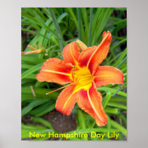 Día anaranjado Lily2-D, lirio de día de New Hampsh Poster