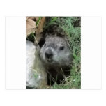 Día de la marmota tarjetas postales