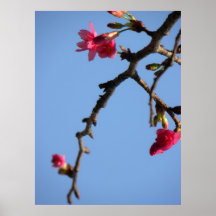 Día de primavera brillante/cerezo floreciente poster