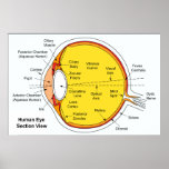 Diagrama anatómico de la bola del ojo humano poster