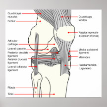 Diagrama anatómico de una junta de rodilla del der poster