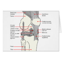 Diagrama anatómico de una junta de rodilla del der felicitaciones