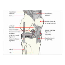 Diagrama anatómico de una junta de rodilla del der tarjeta postal