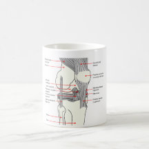 Diagrama anatómico de una junta de rodilla del der taza