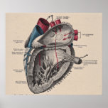 Diagrama anatómico del corazón del vintage posters