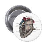Diagrama anatómico del corazón pins