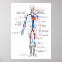 Diagrama anterior humano de la opinión del sistema posters